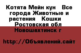 Котята Мейн кун - Все города Животные и растения » Кошки   . Ростовская обл.,Новошахтинск г.